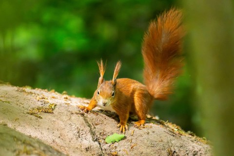 Red squirrel (Sciurus vulgaris) on a rock, Bavaria, Gernany