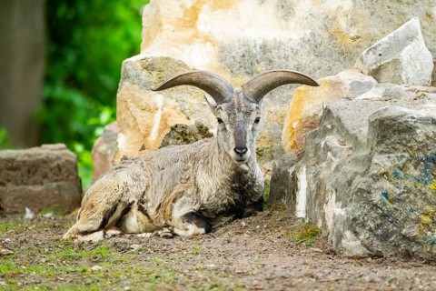 Bharal (Pseudois nayaur) lying on the ground, Germany