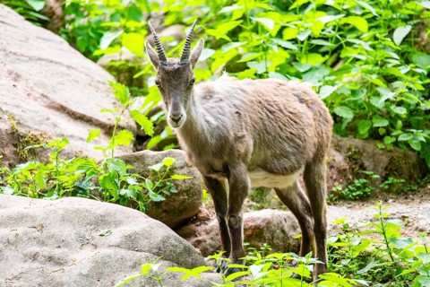 Alpine ibex (Capra ibex) female standing on the rocks, Bavaria, Germany