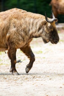 Mishmi takin (Budorcas taxicolor taxicolor), portrait, walking, Bavaria, Germany