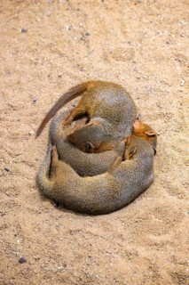Three Ethiopian dwarf mongoose (Helogale hirtula) lying snuggled together on the ground,