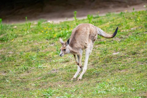 Eastern Gray Kangaroo (Macropus giganteus) youngster jumping on a meadow, captive, Germany