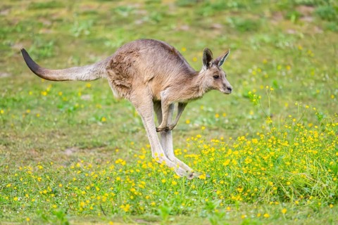 Eastern Gray Kangaroo (Macropus giganteus) running on a meadow, captive, Germany