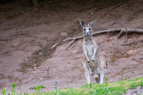 Eastern Gray Kangaroo (Macropus giganteus) standing on a meadow, captive, Germany