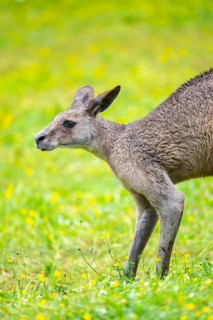 Eastern Gray Kangaroo (Macropus giganteus) standing on a meadow, captive, Germany