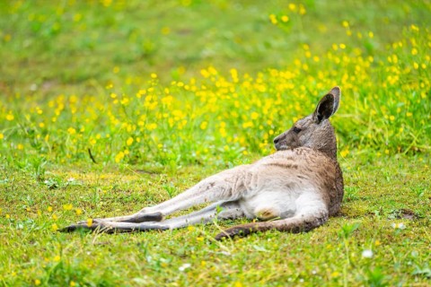 Eastern Gray Kangaroo (Macropus giganteus) lying on a meadow, captive, Germany