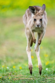 Eastern Gray Kangaroo (Macropus giganteus) youngster jumping on a meadow, captive, Germany