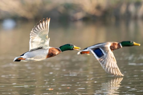 Wild duck (Anas platyrhynchos) male flying over a lake, Bavaria, Germany