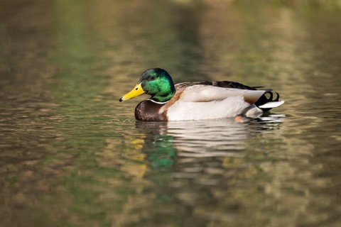 Mallard (Anas platyrhynchos) male on a lake, Bavaria, Germany
