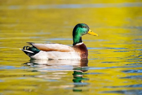 Wild duck (Anas platyrhynchos), male swimming on a lake, Bavaria, Germany Europe