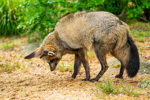 Bat-eared fox (Otocyon megalotis) walking on the ground looking for food, Bavaria, Germany