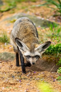 Bat-eared fox (Otocyon megalotis) walking on the ground looking for food, Bavaria, Germany