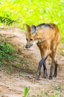 Maned wolf (Chrysocyon brachyurus) walking around, Germany