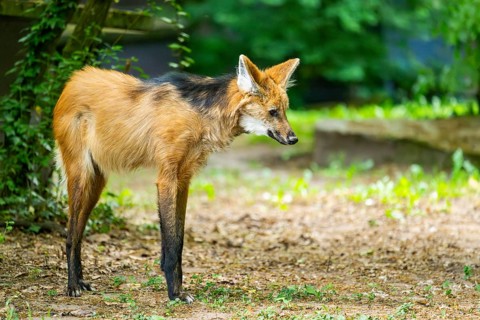 Maned wolf (Chrysocyon brachyurus) walking around, Germany