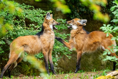 Two maned wolves (Chrysocyon brachyurus) playing with each other, arguing, Germany