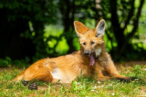Maned wolf (Chrysocyon brachyurus) lying on the ground, Germany