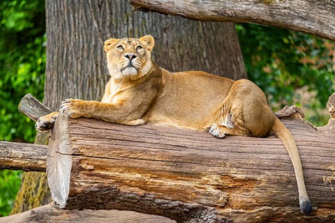 Asiatic lion (Panthera leo persica) female lying on a tree trunk, captive, Germany