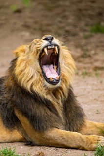 Asiatic lion (Panthera leo persica) yawing, male, portrait, captive, Germany