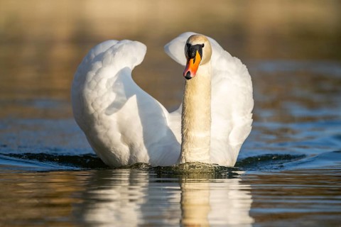 Mute swan (Cygnus olor) swimming on a lake, Bavaria, Germany