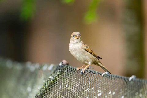 House sparrow (Passer domesticus) sitting on a fence, Bavaria, Germany