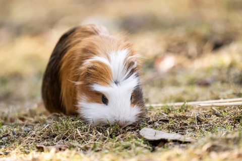 Domestic guinea pig (Cavia porcellus) on a meadow, Bavaria, Germany
