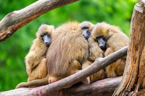 Guinea baboons (Papio papio) sitting in a group and cuddeling each other, captive, Germany