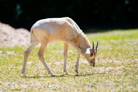 Addax (Addax nasomaculatus) youngster standing on the ground, Bavaria, Germany