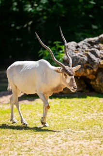Addax (Addax nasomaculatus) walking on the ground, Bavaria, Germany
