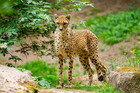Cheetah (Acinonyx jubatus) standing on the ground, Germany