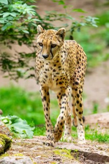 Cheetah (Acinonyx jubatus) walking around on the ground, Germany