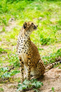 Cheetah (Acinonyx jubatus) sitting on the ground, Germany