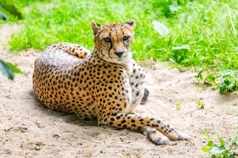 Cheetah (Acinonyx jubatus) lying ion the ground, Germany