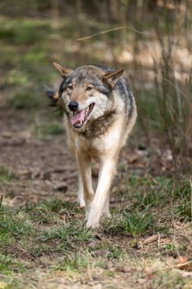 Eurasian wolf (Canis lupus lupus) standing in a forest, Bavaria, Germany
