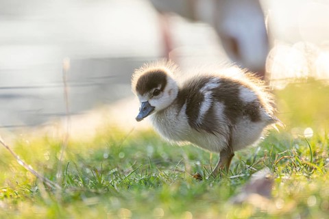 Egyptian goose (Alopochen aegyptiaca) cute chick on a meadow at the shore of a lake, Bavaria,