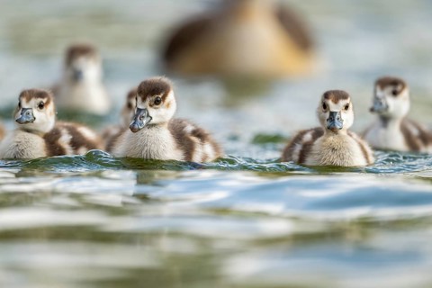 Egyptian goose (Alopochen aegyptiaca) chicks swimming on a lake, Bavaria, Germany