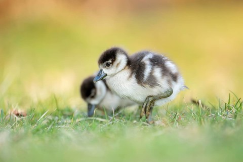 Egyptian goose (Alopochen aegyptiaca) cute chicks on a meadow at the shore of a lake, Bavaria,