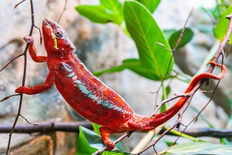 Red Panther chameleon (Furcifer pardalis) in a bush, captive, Bavaria, Germany