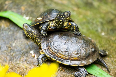 European pond turtle (Emys orbicularis) on a rock, Bavaria, Germany