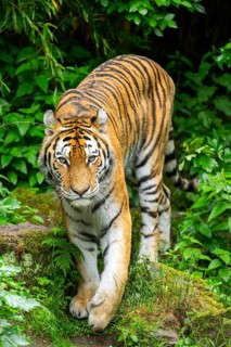 Siberian tiger (Panthera tigris tigris) walking through bushes on a rainy day, captive, Germany
