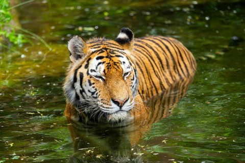Siberian tiger (Panthera tigris tigris) swimming in a lake, captive, Germany