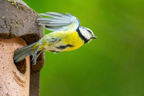 Eurasian blue tit (Cyanistes caeruleus) flying away from a bird house, Bavaria, Germany