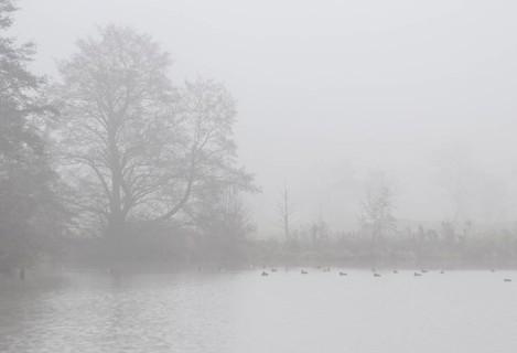 Pond landscape with black alder (Alnus glutinosa) in the fog, Emsland, Lower Saxony, Germany