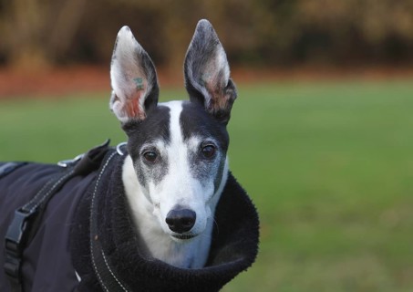 Greyhound (Canis lupus familaris), male dog 10 years, portrait, in the countryside, North
