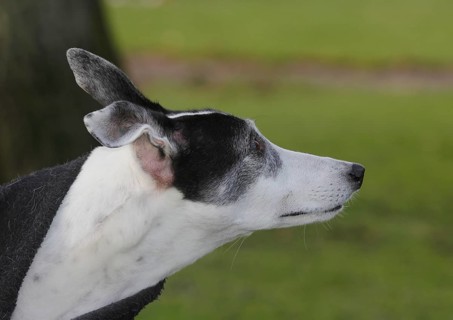 Greyhound (Canis lupus familaris), 10 years, male dog, portrait sideways, in the countryside, North