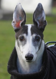 Greyhound (Canis lupus familaris), male dog 10 years, portrait, in the countryside, North