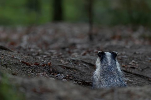 Before the badger (Meles meles) leaves its den completely, it secures in all directions, nocturnal,