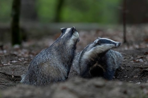 A pair of badgers (Meles meles) grooming each other at the roof castle, fun, joie de vivre,