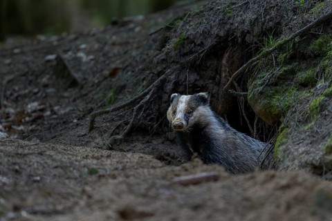 Carefully and slowly a badger (Meles meles) slips out of its den, nocturnal, Germany