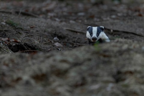 After leaving the den, badgers (Meles meles) usually devote themselves extensively to grooming,
