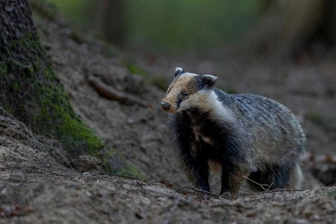 The badger moth (Meles meles) is busy almost every evening optimising or repairing the construction